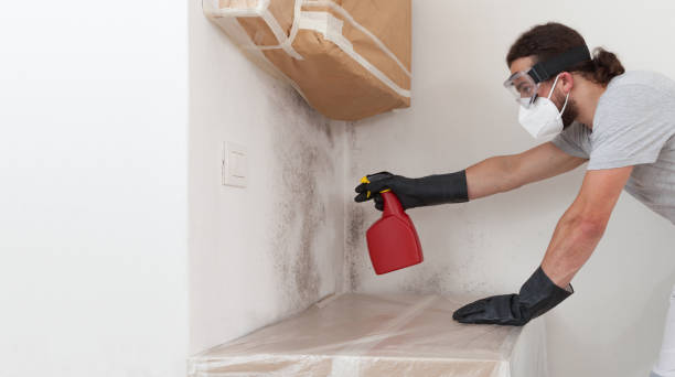 Professional Basement Mold Removal technician working in Longboat Key, FL