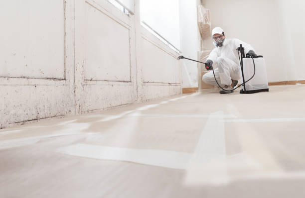 24/7 Emergency Basement Mold Removal experts in Longboat Key, FL